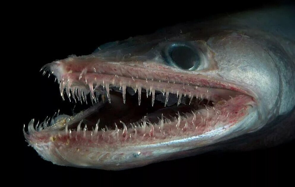 Scary fish. Хаулиод обыкновенный. Плащеносная акула Марианская впадина. Bathysaurus Ferox глубоководные рыбы.