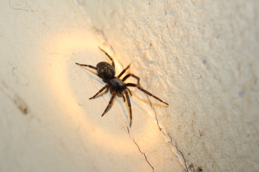 Домашний паук в квартире. Черный домашний паук. Маленький черный паук. Маленький черный паук в доме. Паук черный домашний маленький.