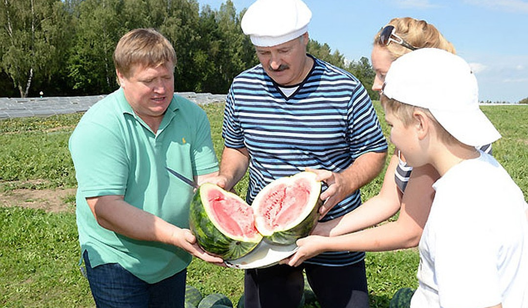 Сколько картохи можешь выкопать лукашенко картинка