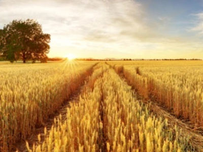 Россия за сельхозсезон стала мировым лидером по экспорту пшеницы и ...