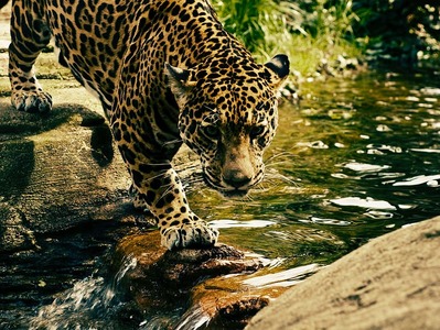 Еще двух леопардов выпустят в сочинском Центре восстановления хищников