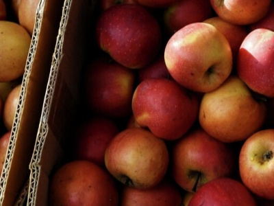 Яблоки - польза и вред для здоровья. Интересные факты о фрукте