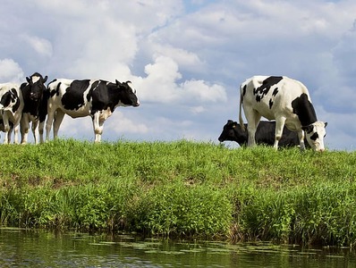 Новая система продвинет сферу разведения сельскохозяйственных животных