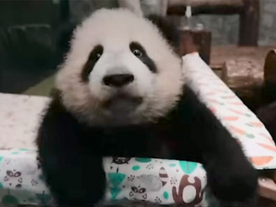 Московский зоопарк рассказал, что панда Катюша уедет в Китай