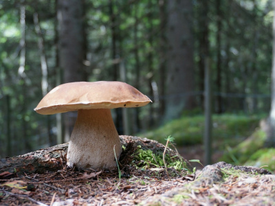 Паразитолог назвал съедобные грибы, которые ни в коем случае нельзя...