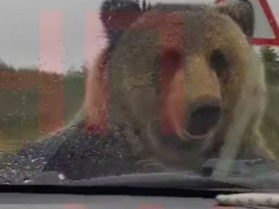На Сахалине медведь набросился на машину. Внутри были люди