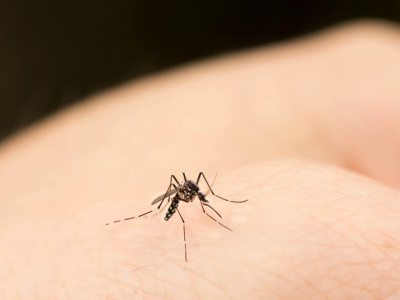 Комары: как от них защититься?
