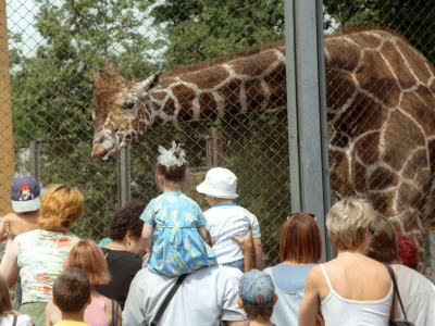 В Московском зоопарке умер жираф Самсон